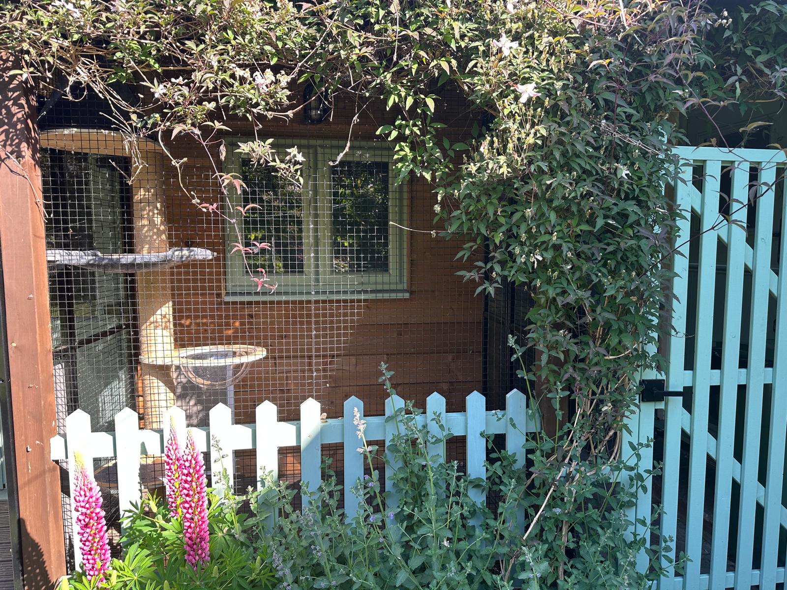The cattery suite